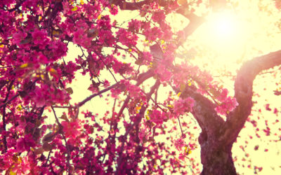 A Brilliant Idea for Creating What You Want this Spring (or Sooner)!