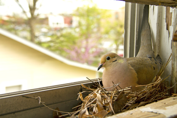 Dove On A Window Sill