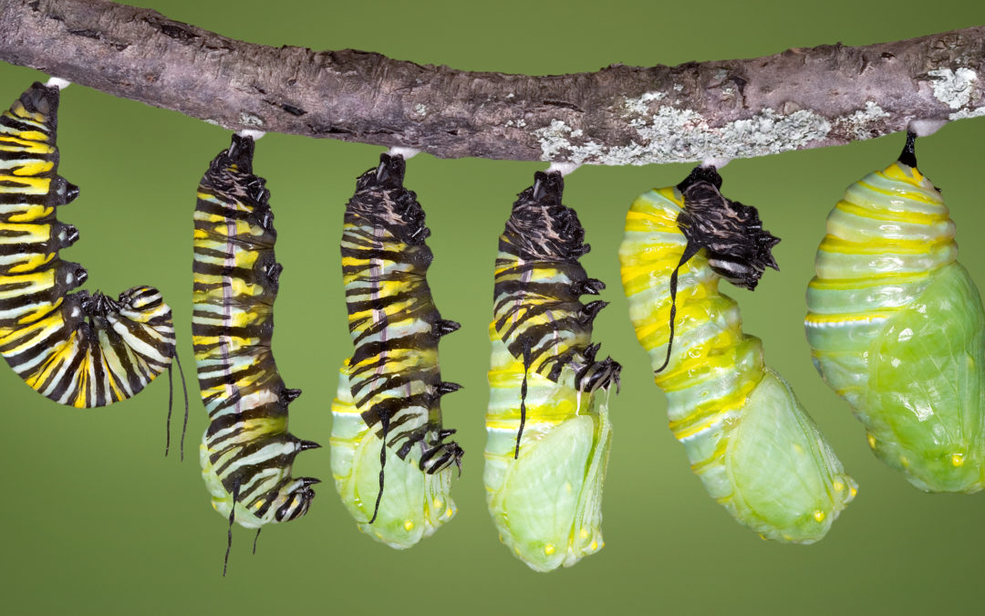 You Can’t Force Change–You Can Allow Change by Changing Your Limiting Beliefs