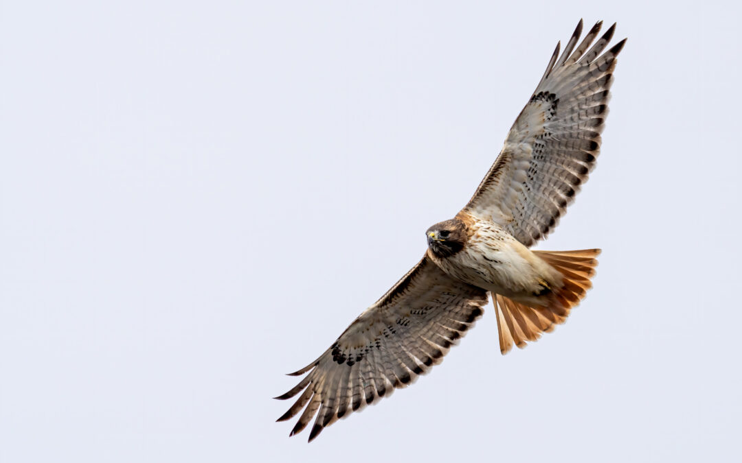 Are You Wondering If You’re Seeing Signs?